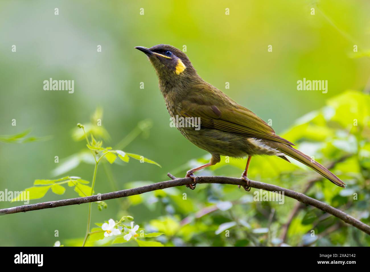 L'uccello Honeyeater di Lewin appollaiato sul ramo dell'albero Foto Stock