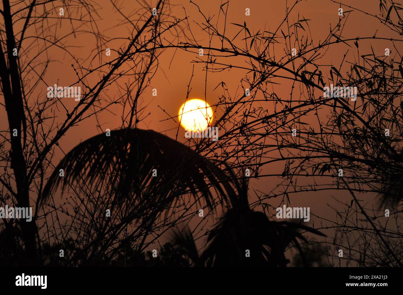 Un bellissimo tramonto dietro la silhouette di alberi contro il cielo scuro Foto Stock