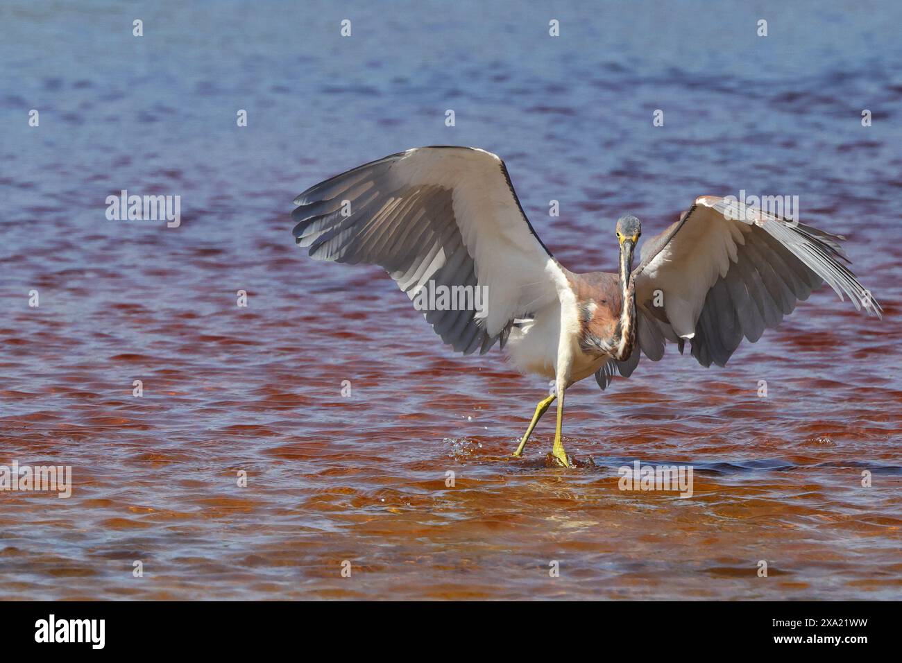 Un uccello che si allena nell'acqua per il cibo Foto Stock