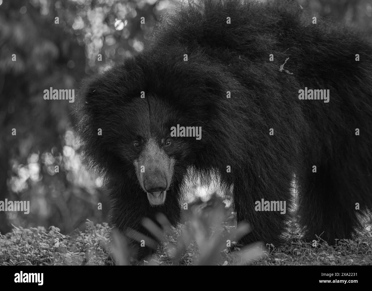 Un grande orso a bocca aperta per terra Foto Stock