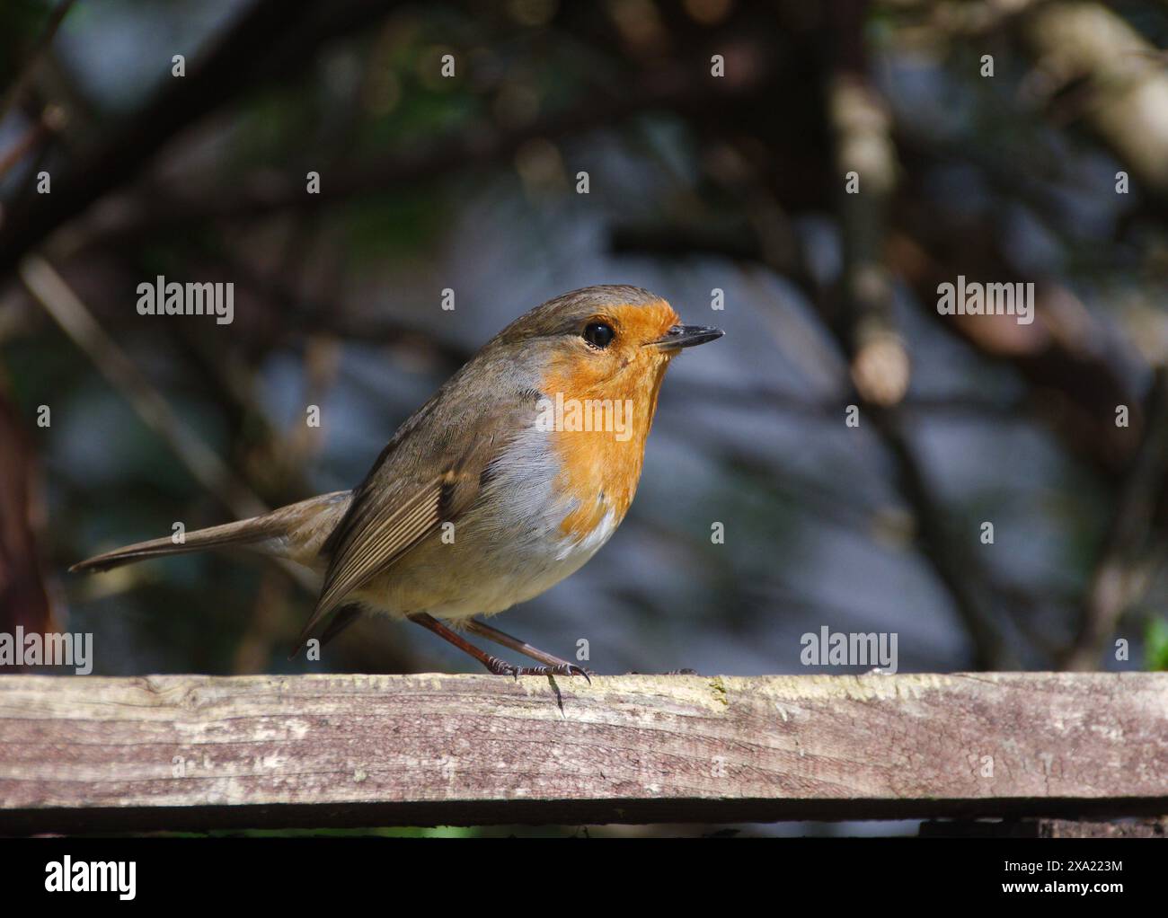 Un piccolo uccello poggia su una ringhiera di legno Foto Stock