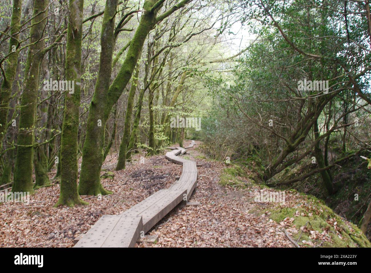 Una panchina di legno circondata da alberi su un sentiero sterrato, con foglie cadute e erba nelle vicinanze Foto Stock