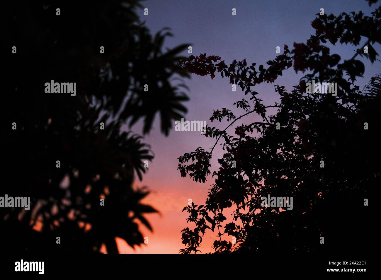 Vista del tramonto incorniciata da rami di alberi in un cortile senza erba Foto Stock