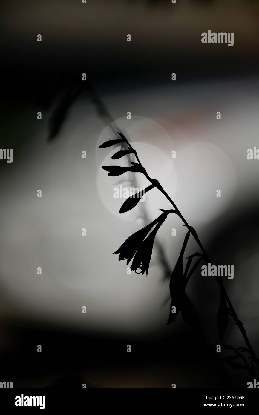 Luna piena retroilluminata sfocata dietro i gambi di fiori Foto Stock