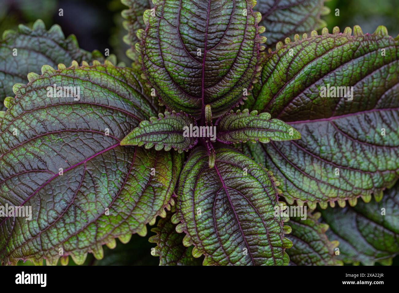 Primo piano di foglie viola profonde su una pianta interna Foto Stock