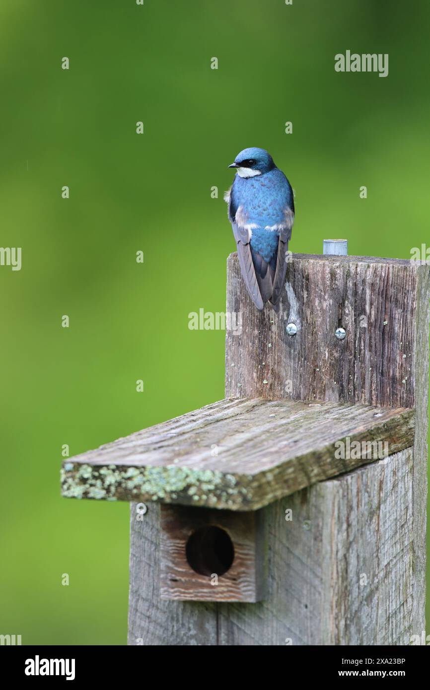 Una rondine d'albero seduta in cima ad una casa per uccelli che guarda lontano Foto Stock