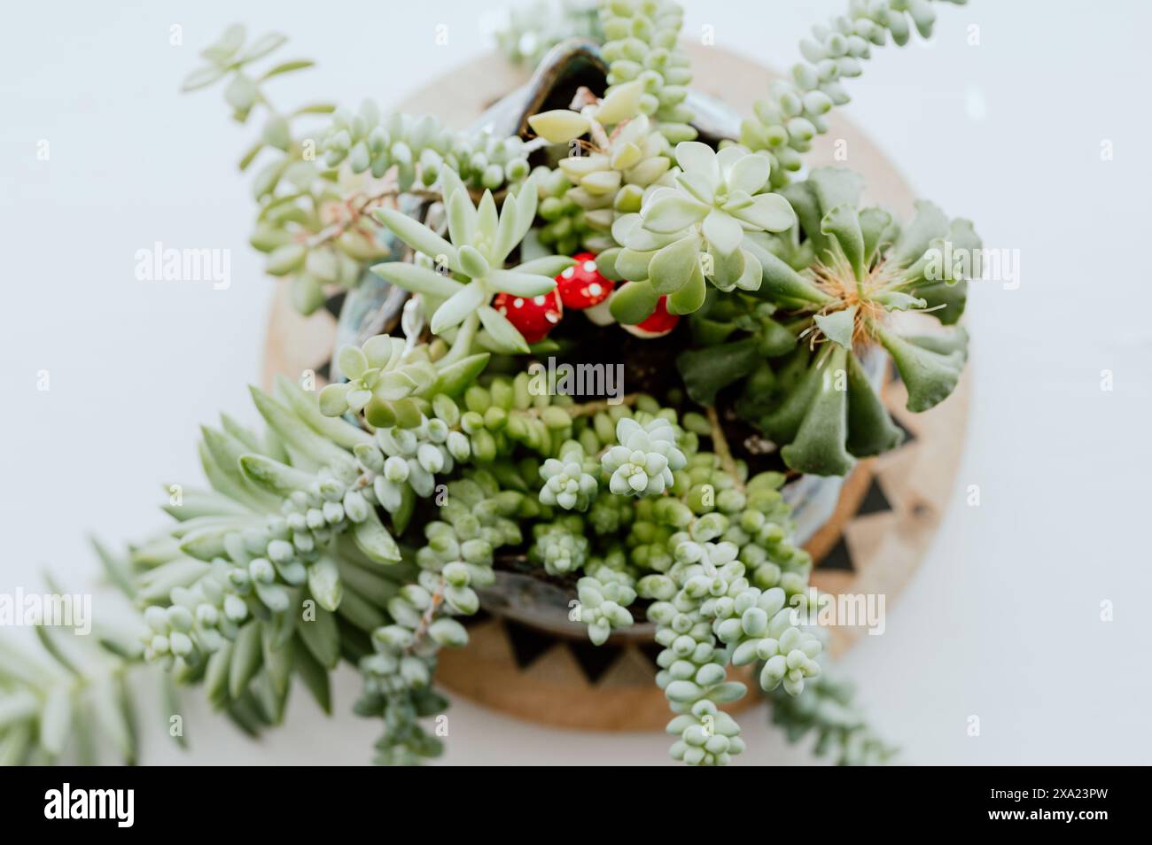 Piante succulente assortite e picchetti di funghi rossi in una piantatrice di ceramica, seduta sul davanzale della finestra Foto Stock