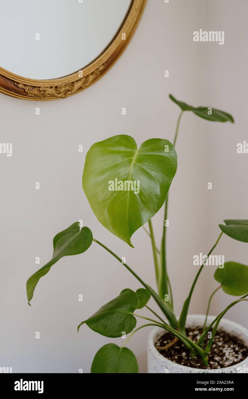 Pianta di monstera al coperto in un vaso bianco macchiato Foto Stock