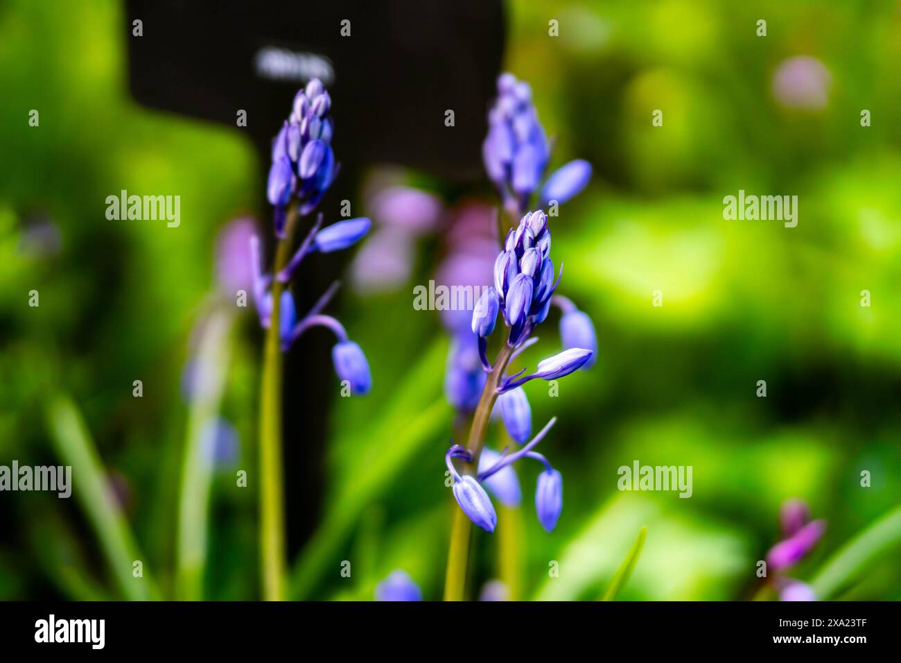 Primo piano di fiori blu da un piccolo palo Foto Stock