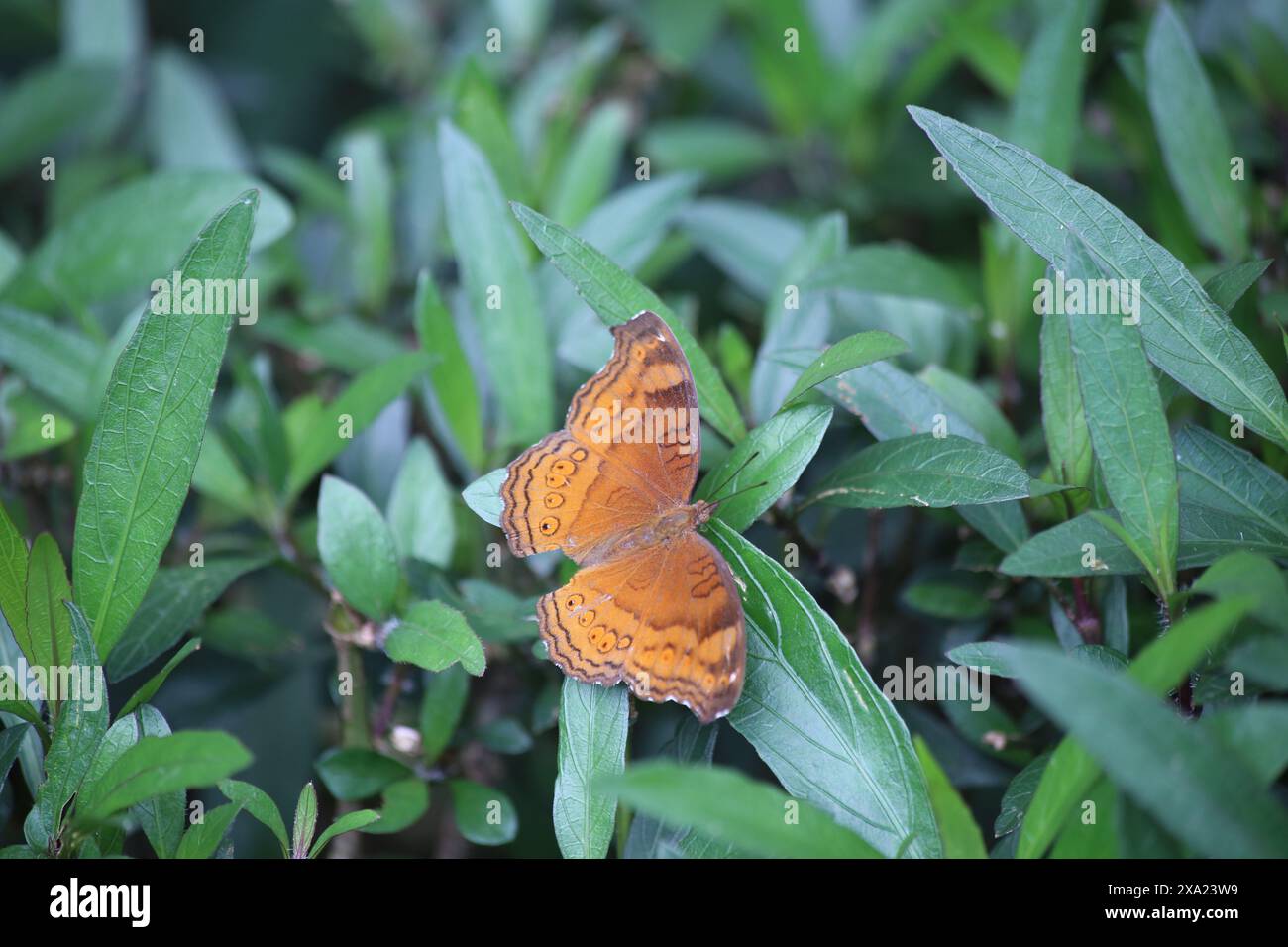 Una minuscola farfalla arroccata su un fresco fogliame verde Foto Stock
