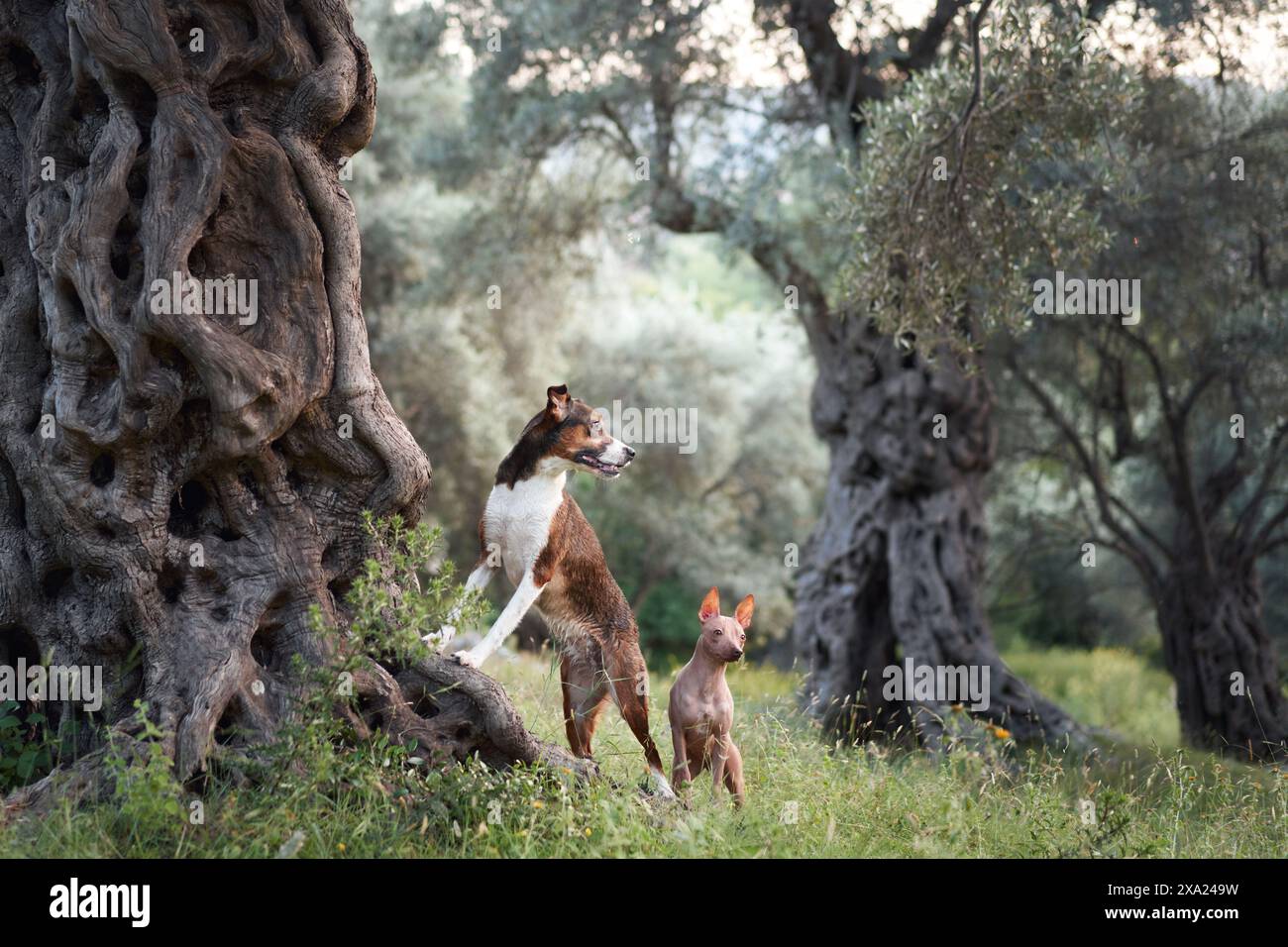 Il duo contrastante, uno ruvido e uno liscio, esemplifica la diversità della compagnia canina in natura Foto Stock