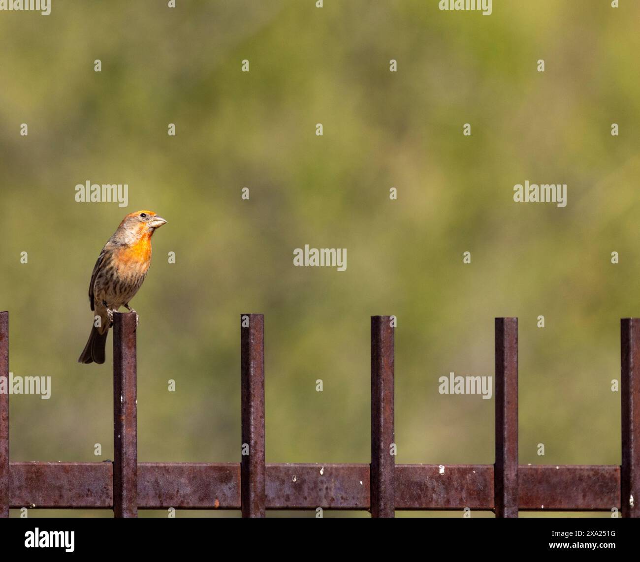 Un finch rosso che sale su una recinzione arrugginita in Arizona Foto Stock
