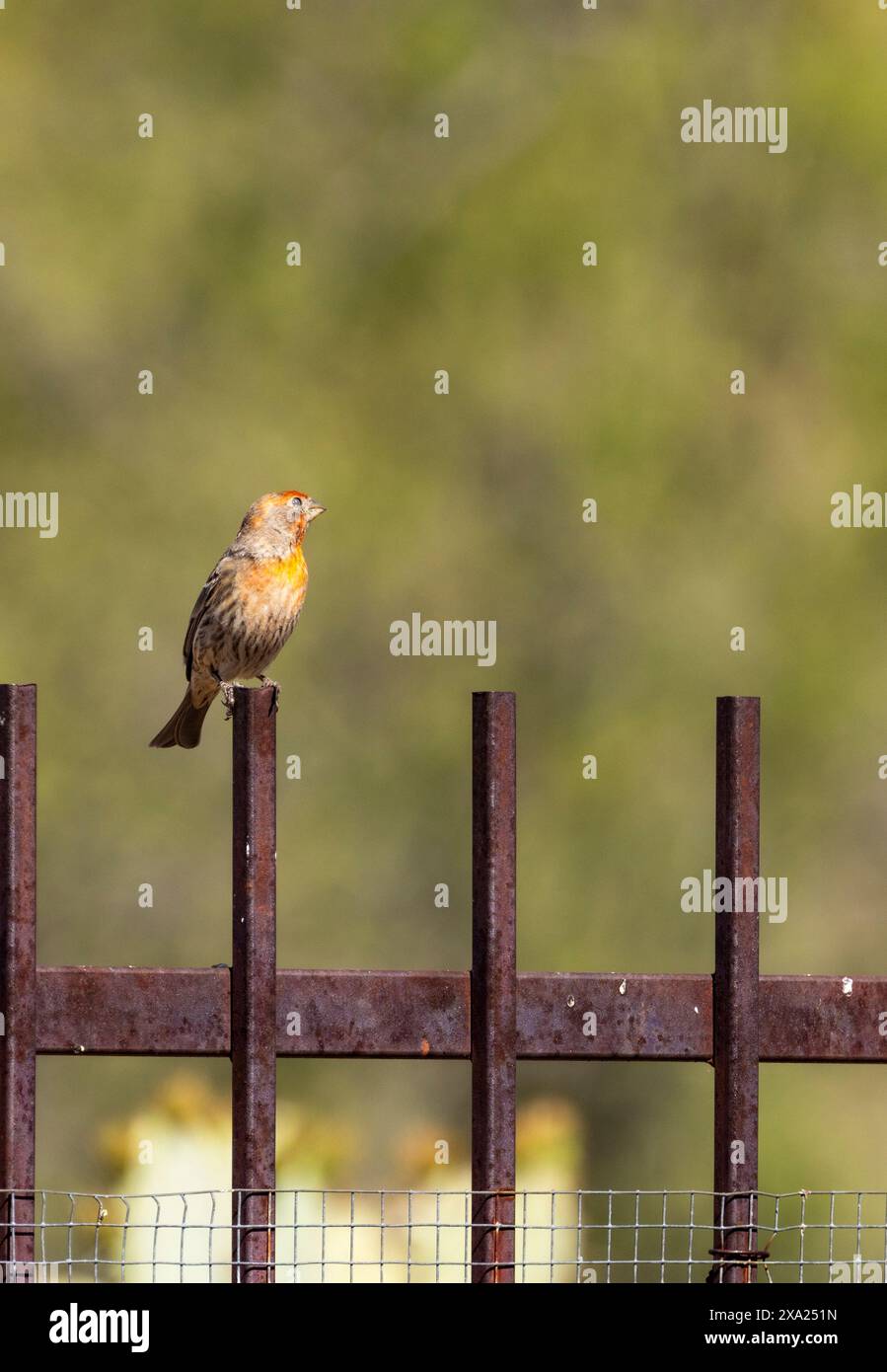 Un finch rosso che sale su una recinzione arrugginita in Arizona Foto Stock