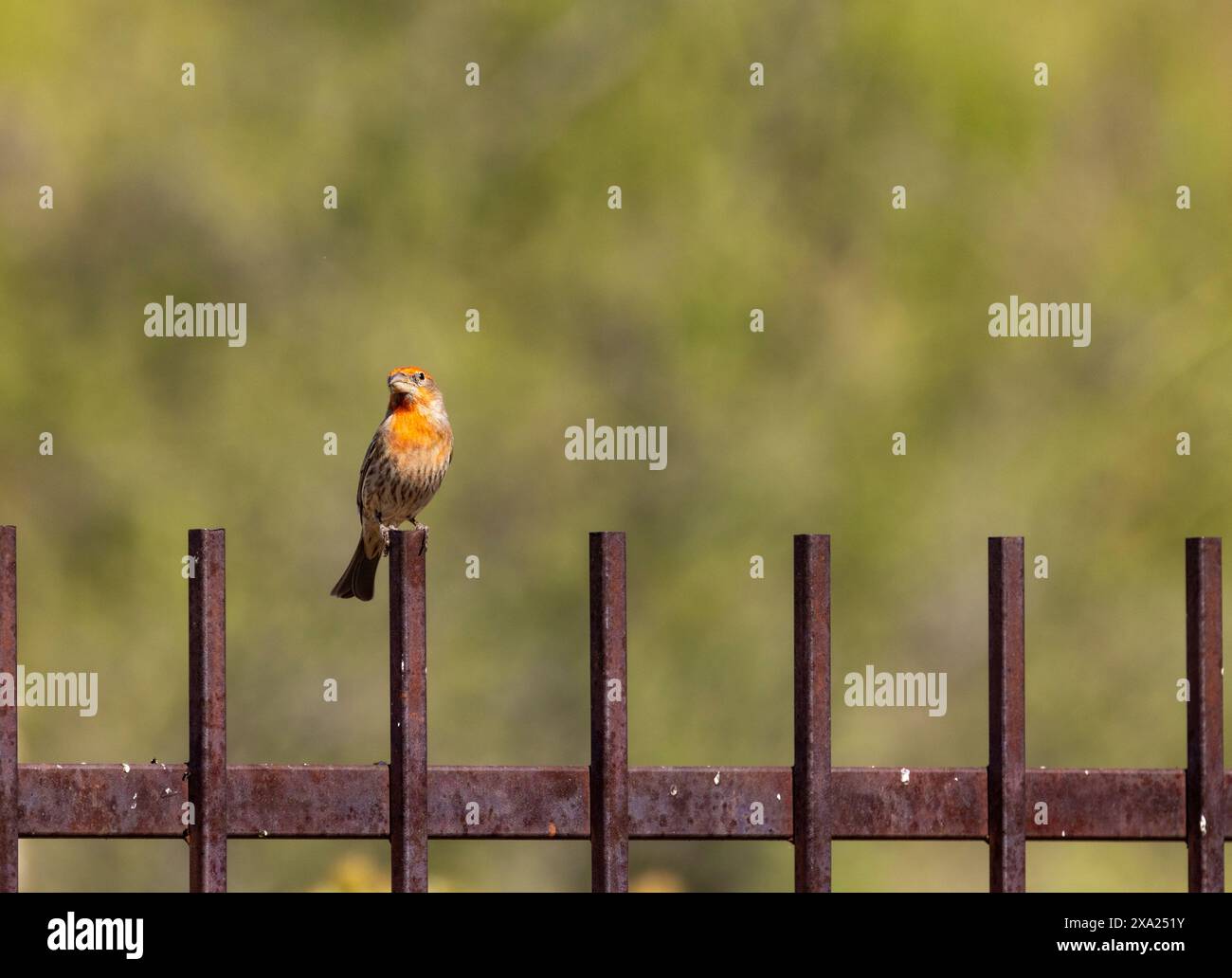 Un finch rosso che sale su una recinzione arrugginita in Arizona Foto Stock