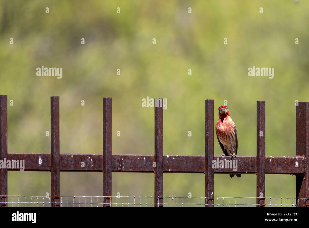Un finch rosso che sale su una recinzione arrugginita in Arizona Foto Stock