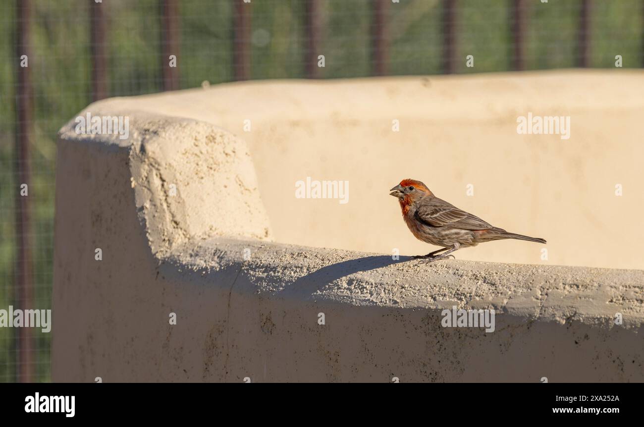 Un finch rosso arroccato su un muro in Arizona Foto Stock