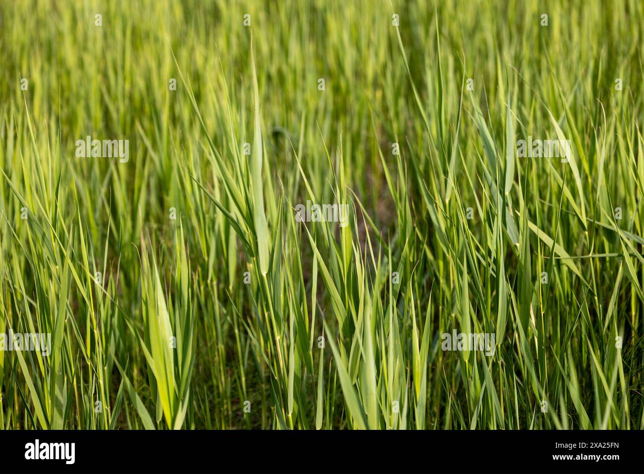 Un gatto in erba verde alta, esplorando i dintorni Foto Stock