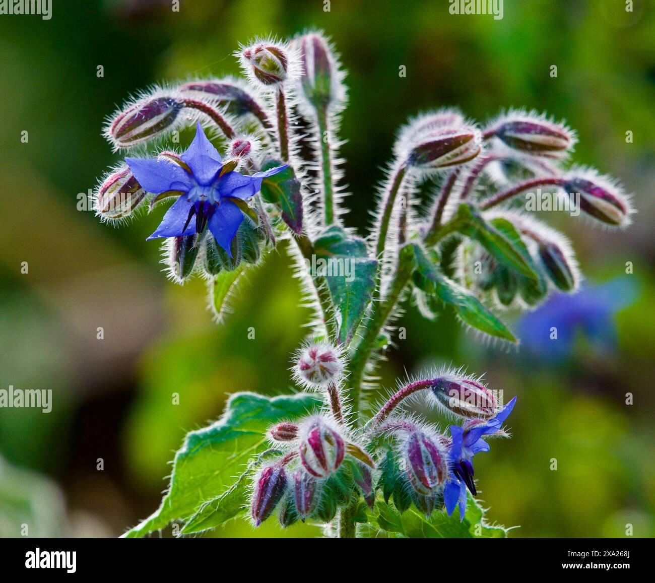 Un fiore di una stella con una luce retroilluminata che si illumina sullo sfondo bokeh bavato in un giardino Foto Stock