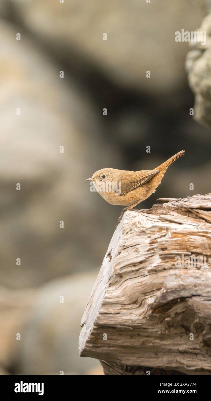 Una casa marrone wren (Troglodytes aedon) arroccata su una superficie di legno Foto Stock