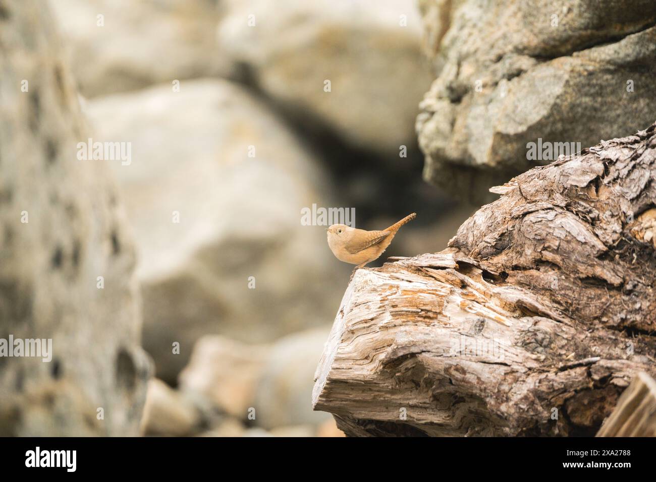 Una casa marrone wren (Troglodytes aedon) arroccata su una superficie di legno Foto Stock