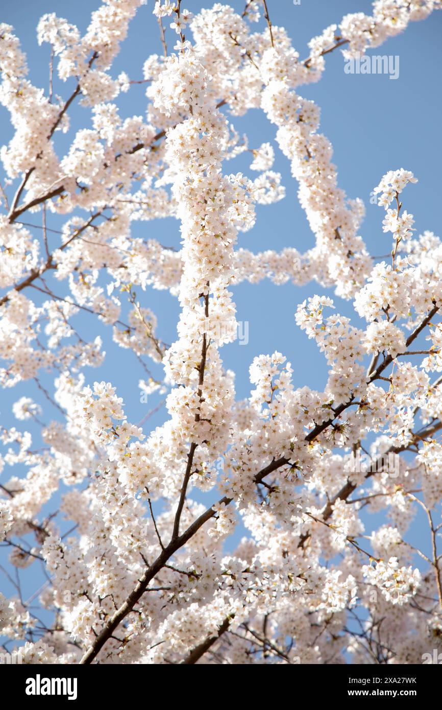 Una vista panoramica di numerosi alberi di ciliegio bianco in fiore Foto Stock