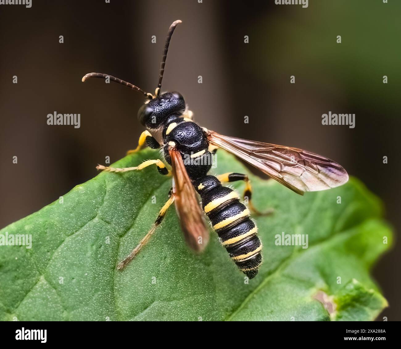 Primo piano di una piccola Weevil Wasp nera e gialla (Cerceris sp) arroccata su una foglia verde del giardino. Long Island, New York, Stati Uniti Foto Stock