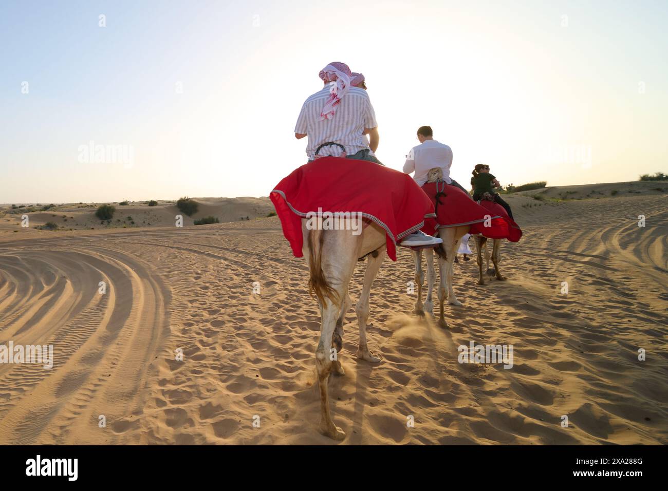 Gruppo di persone che cavalcano piacevolmente cammelli nel deserto sabbioso sotto la luce soffusa Foto Stock