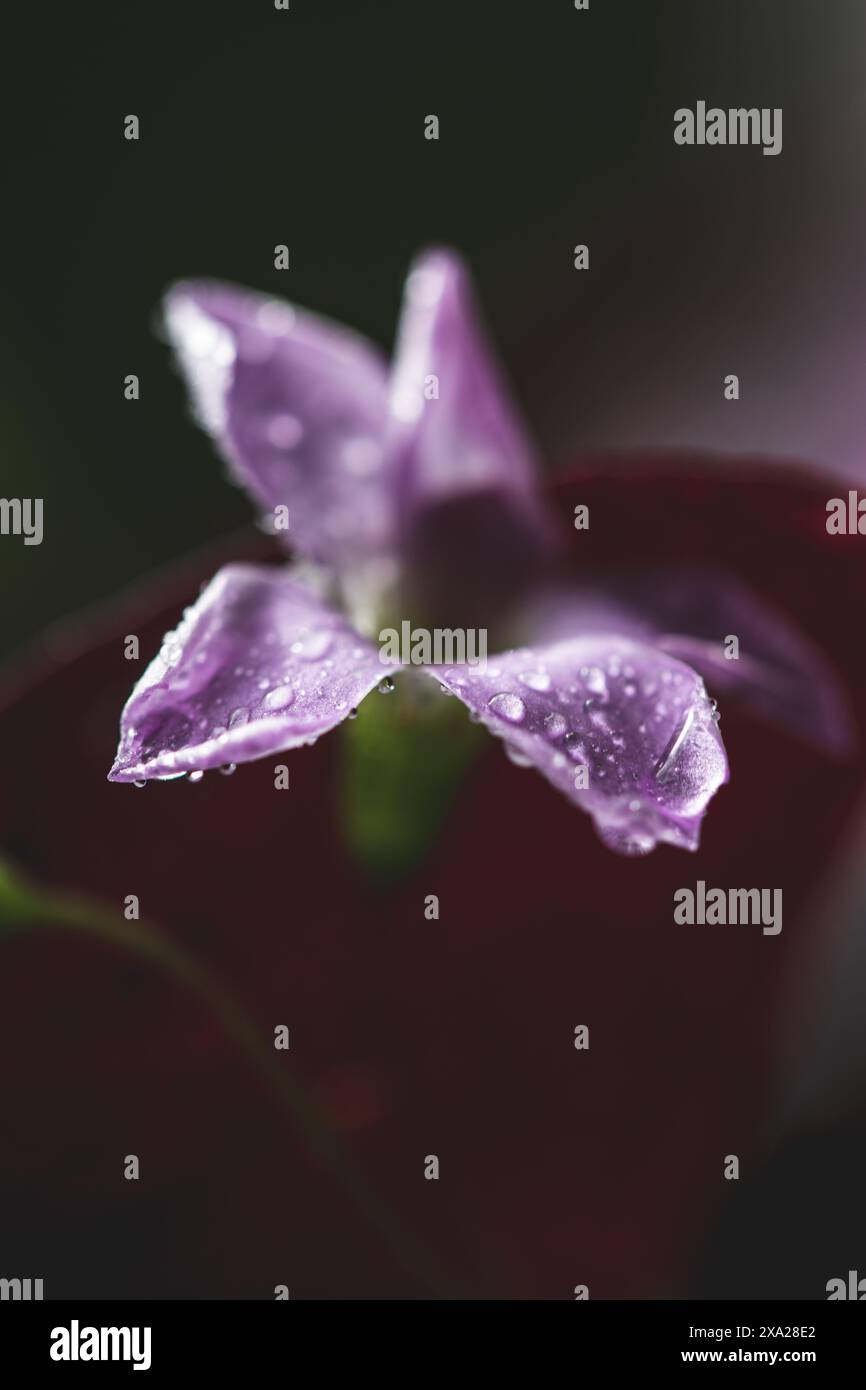 Piccolo fiore viola con gocce di rugiada su petali e fogliame verde Foto Stock