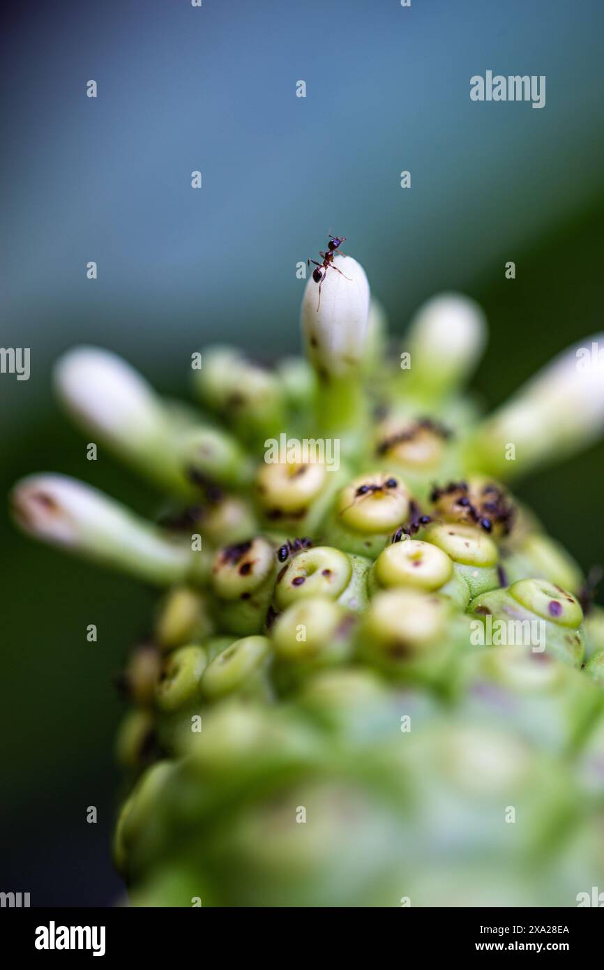 Una piccola foglia verde con foglie e fiori in miniatura Foto Stock