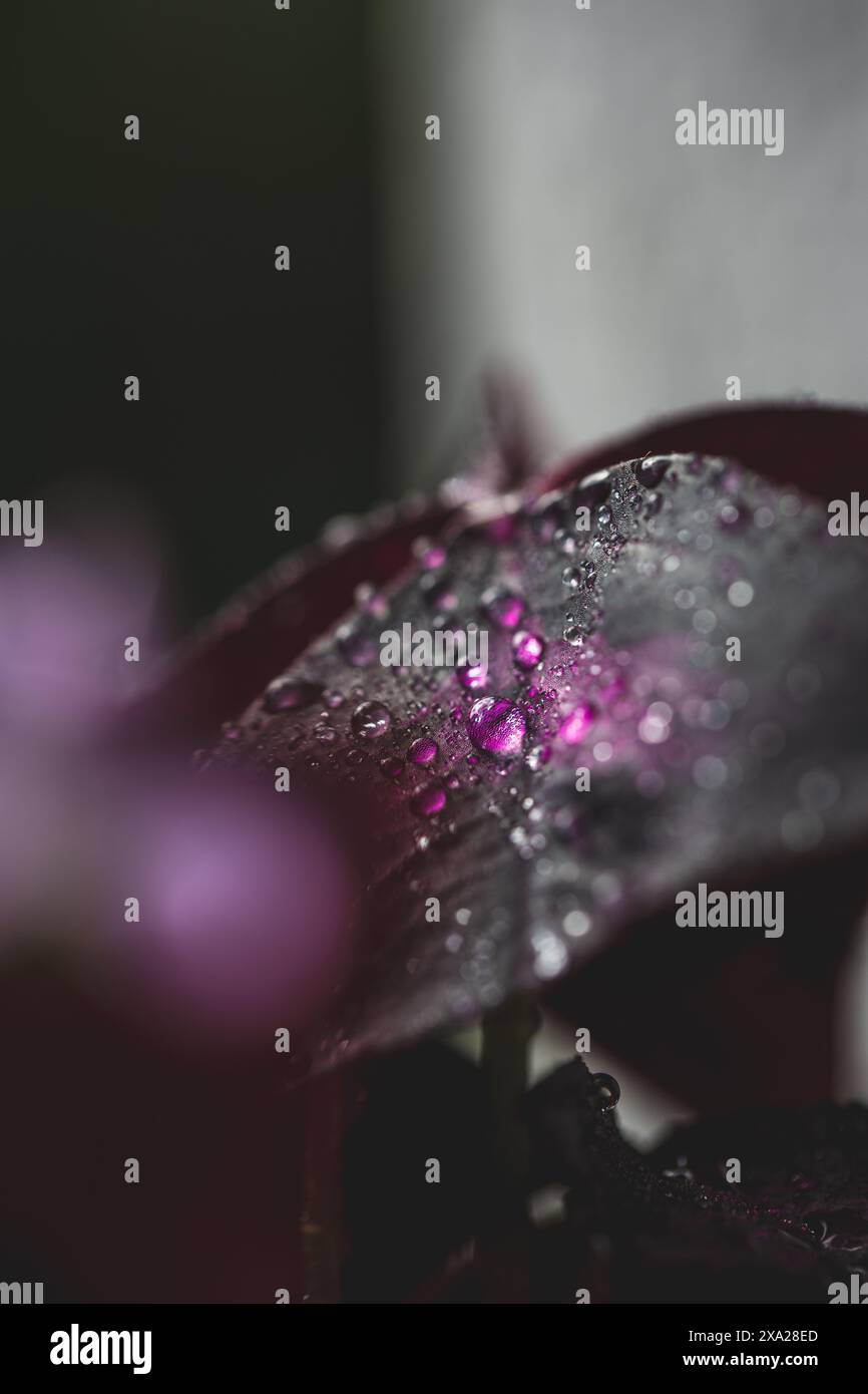 Le goccioline d'acqua sulla foglia rosa con piccoli fiori sullo sfondo Foto Stock