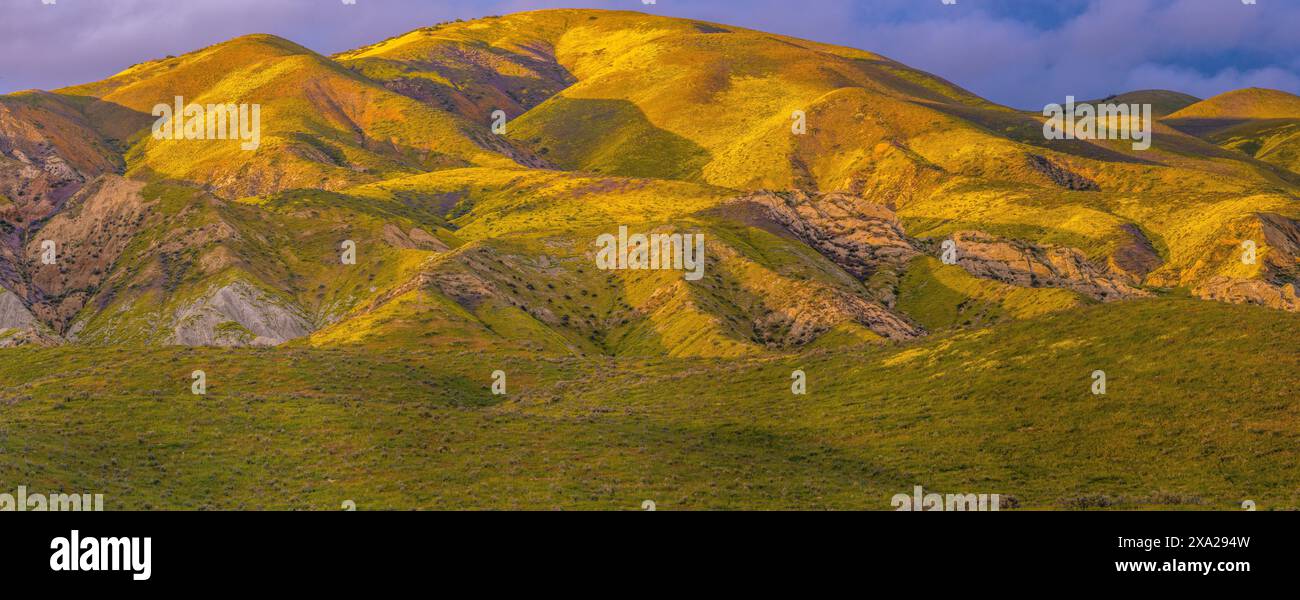 Fiori selvatici, tramonto, Tremblor Range, Carrizo Plain National Monument, San Luis Obispo County, California Foto Stock