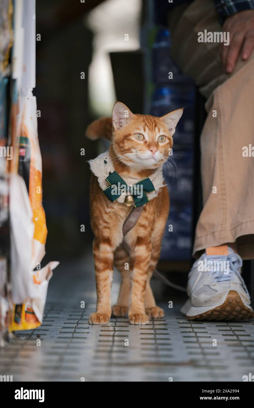 Un gatto di zenzero con un papillon verde Foto Stock