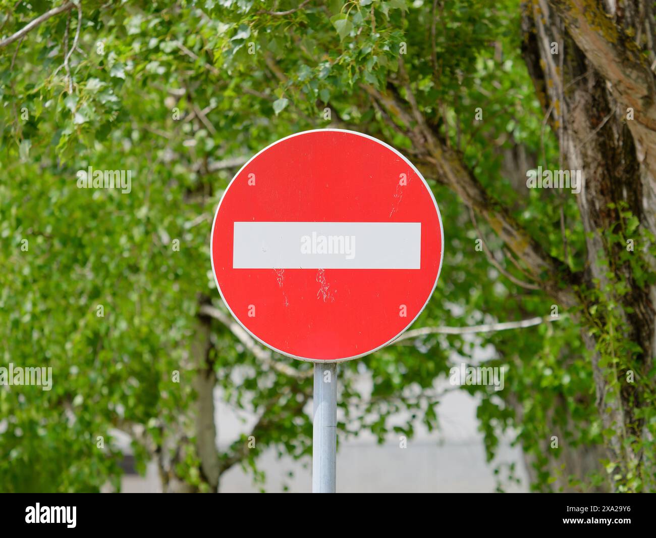 Il segnale DI STOP vicino agli alberi sulla strada Foto Stock