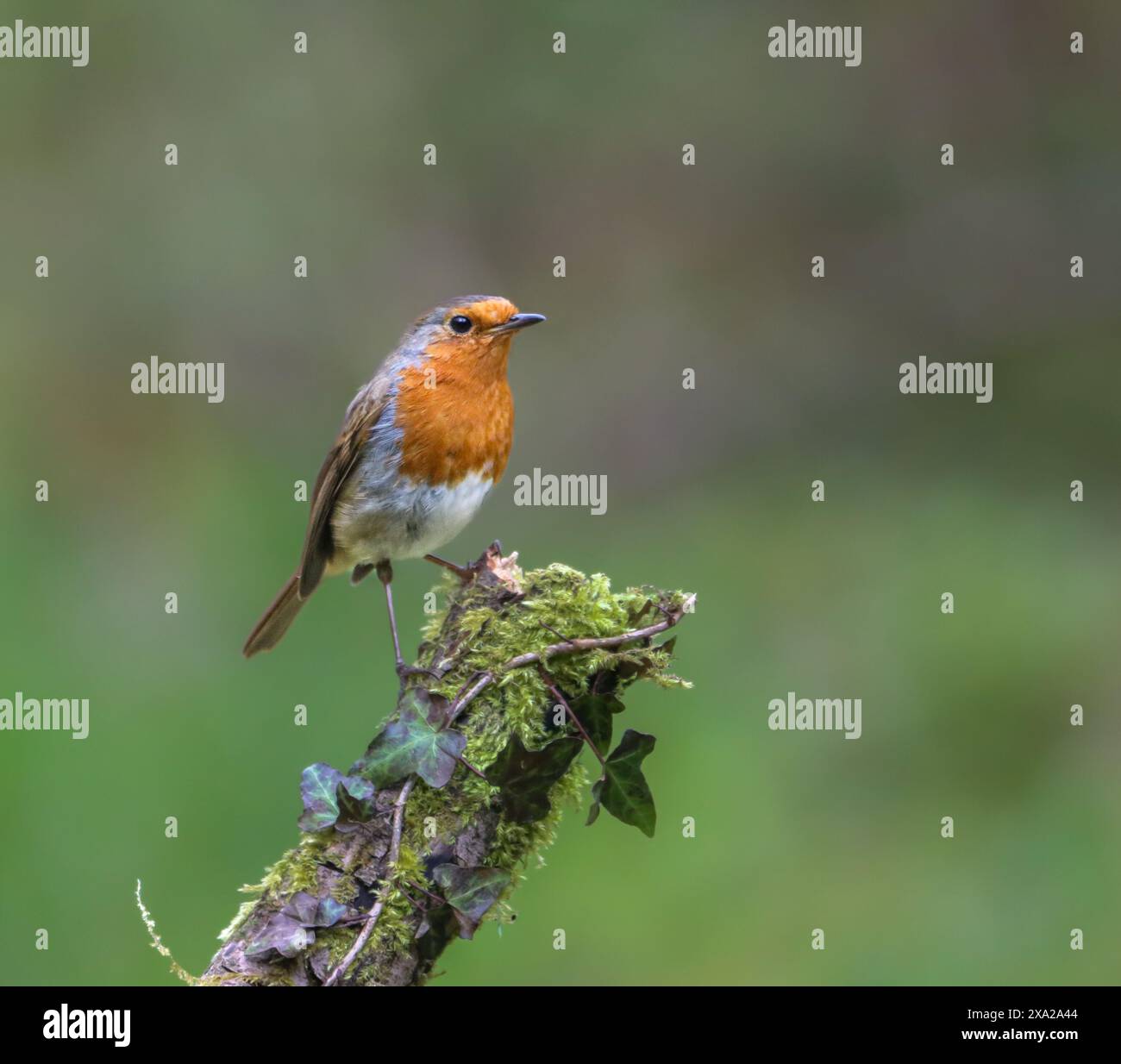 Piccolo robin appollaiato su un arto coperto di muschio Foto Stock