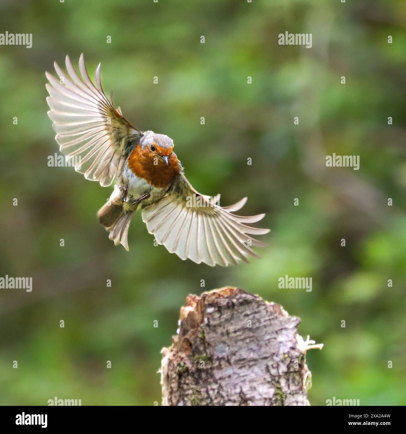 Un robin in volo in una foresta Foto Stock