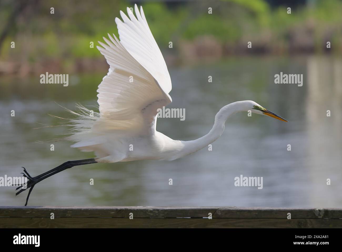 Un uccello bianco si lancia e atterra sulla superficie dell'acqua Foto Stock