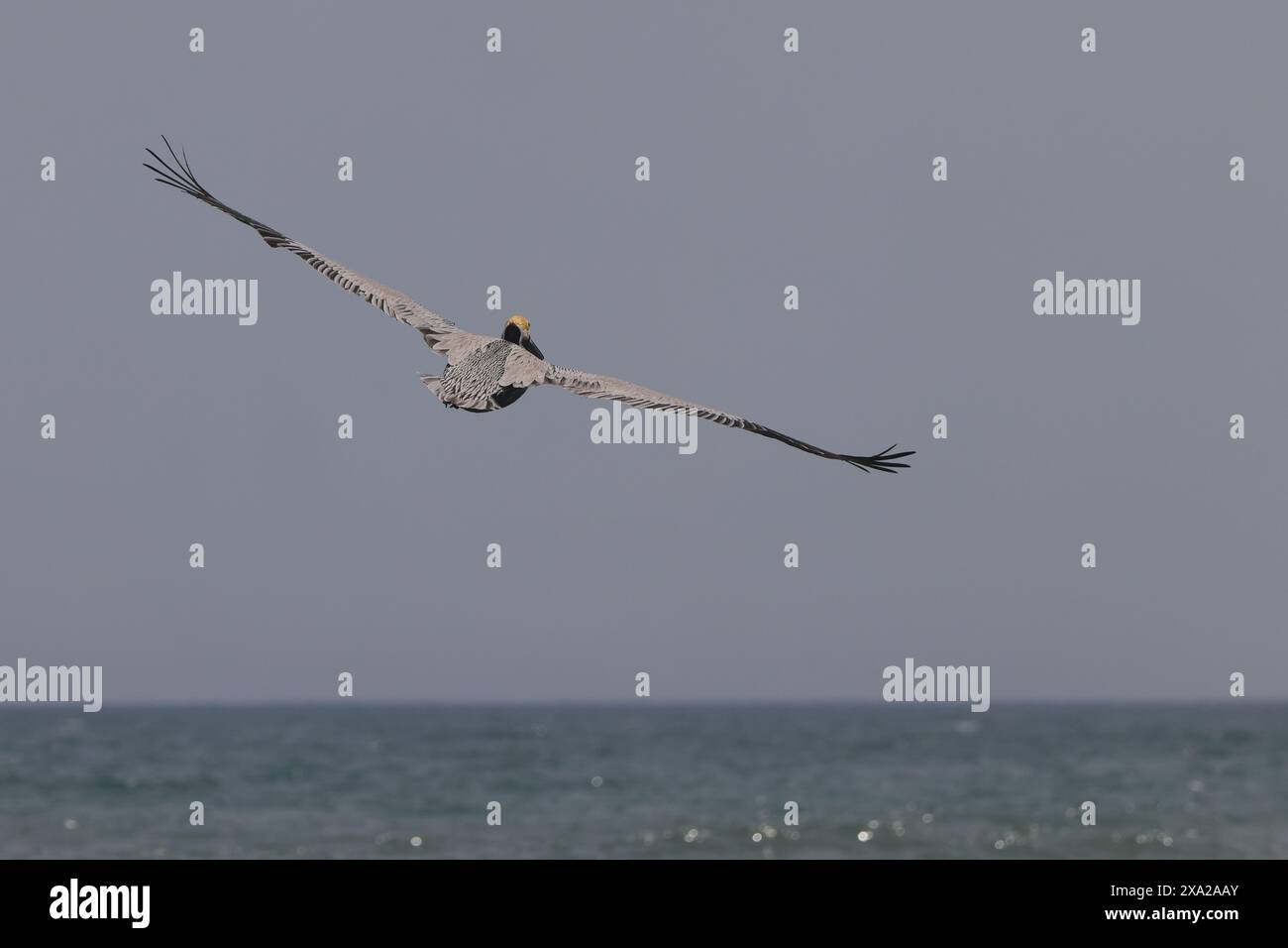 Un grande uccello che sorvola un oceano instabile in una giornata di vento Foto Stock