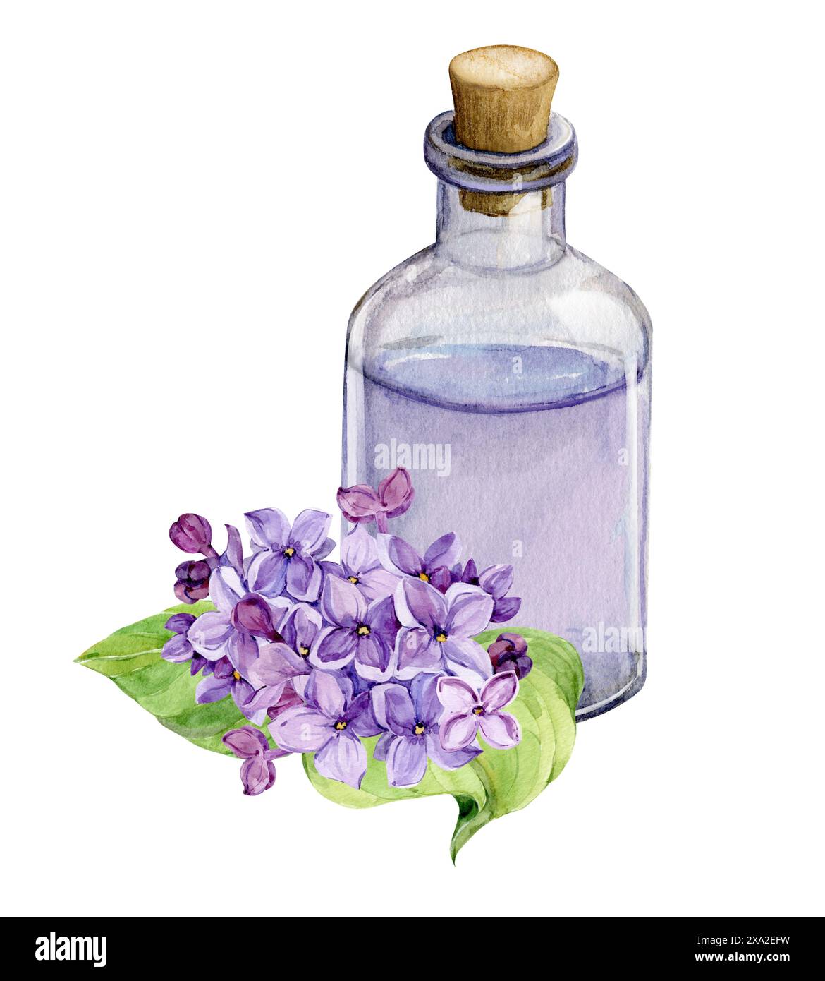 Fiori di lilla freschi e una bottiglia di olio essenziale o acqua infuso. Ingrediente naturale per cosmetici e profumi. Idrosol aromatico. Illus acquerello Foto Stock