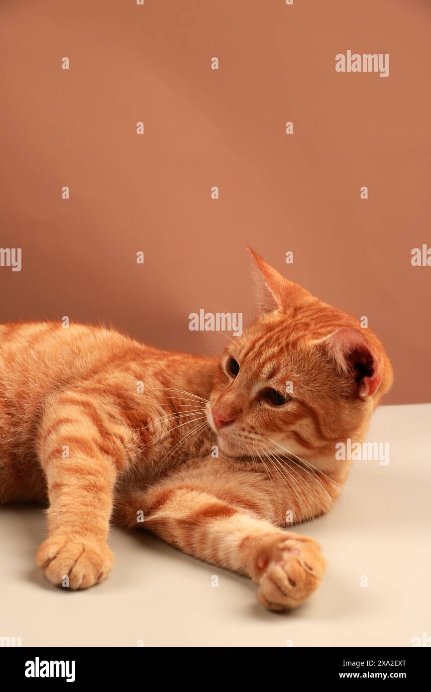 Gatto dello zenzero che si rilassa su una superficie neutra con espressione curiosa Foto Stock