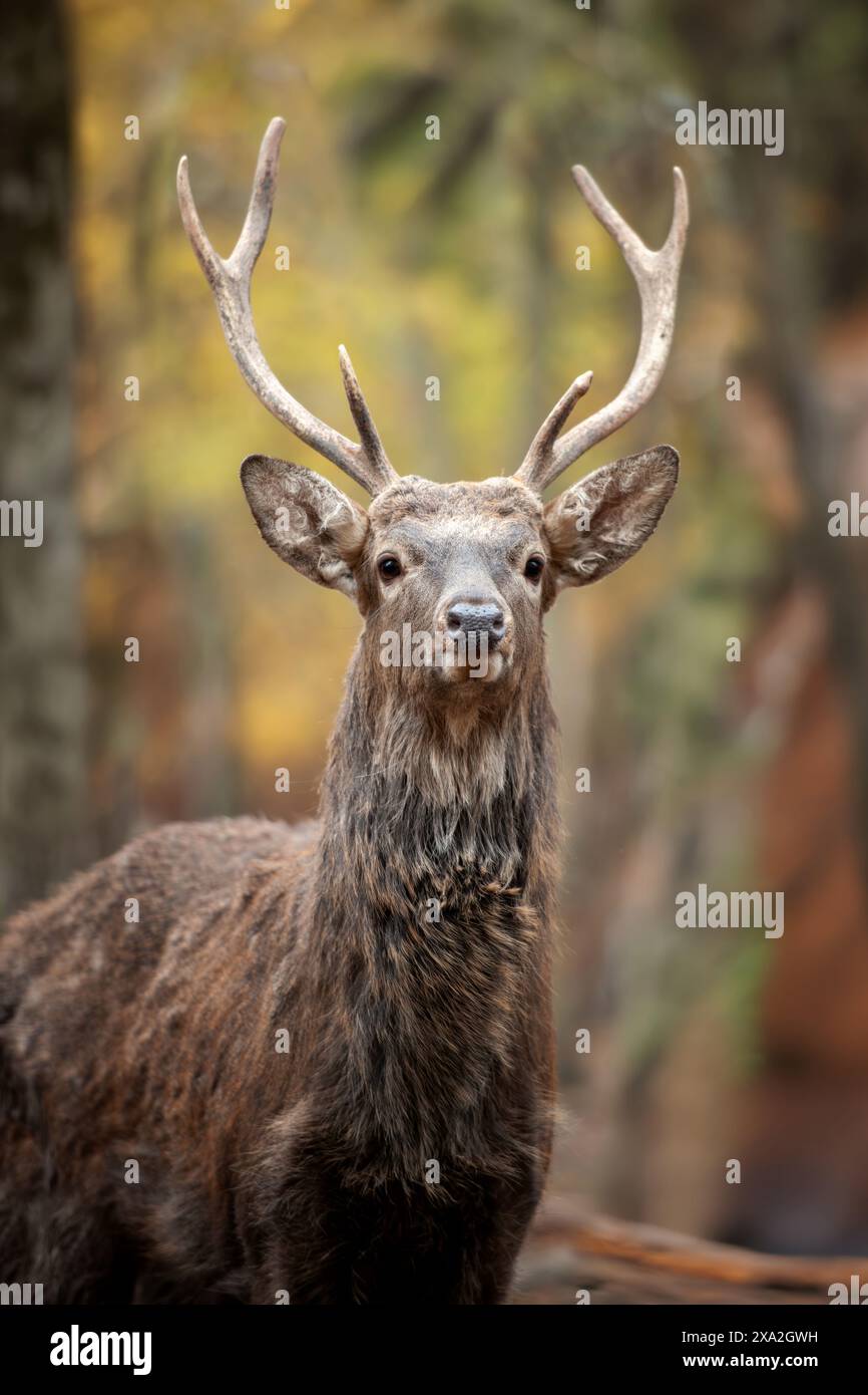 Il cervo è fermo nel mezzo di una fitta foresta, circondato da alberi alti e vegetazione. L'animale appare vigile e concentrato, mescolando senza interruzioni Foto Stock