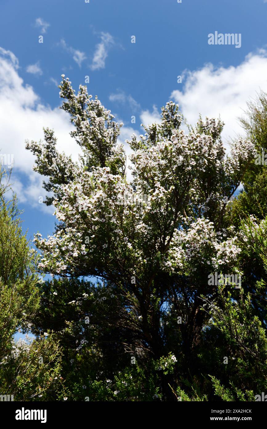 Albero di Manuka fiorisce in Nuova Zelanda. Foto Stock