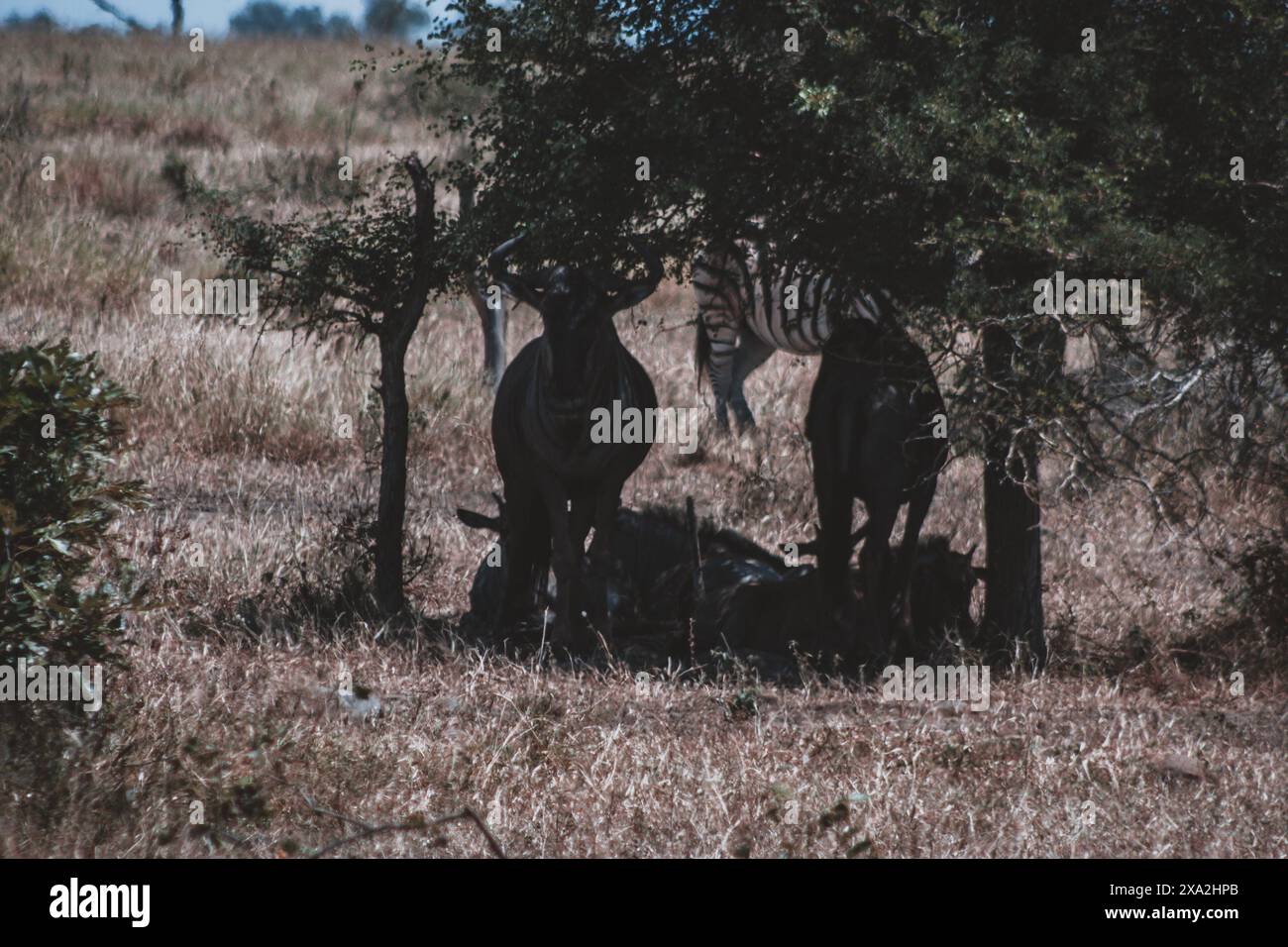 Un gruppo di GNU e zebre trova rifugio sotto un albero nel Parco Nazionale di Kruger in Sudafrica catturando l'armoniosa coesistenza di diverse specifiche Foto Stock