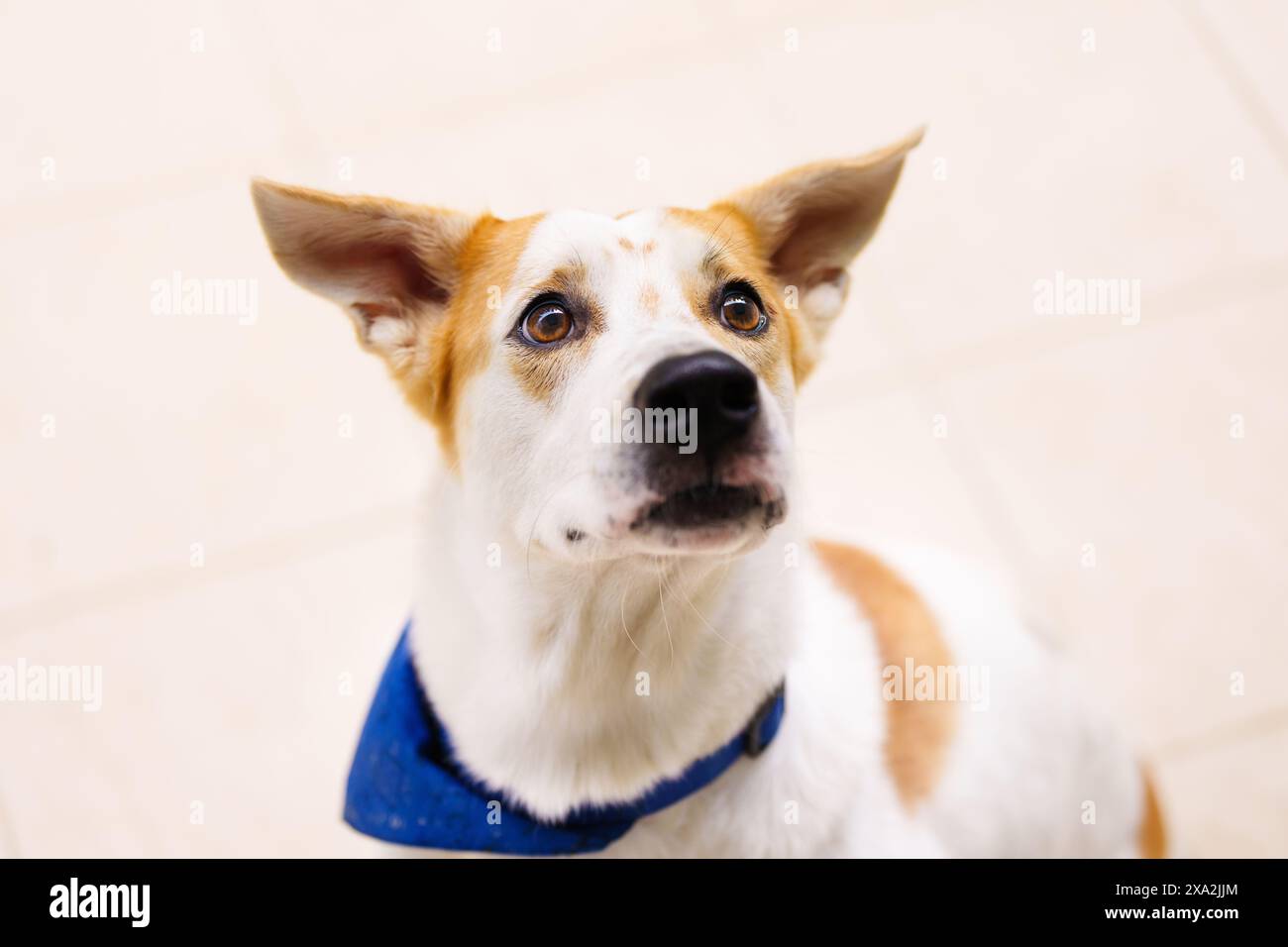 Cane bianco in un giorno d'estate soleggiato. Adorabile cucciolo intelligente con bellissimi occhi marroni. Un cane soffice e divertente. Migliore amico. Foto Stock