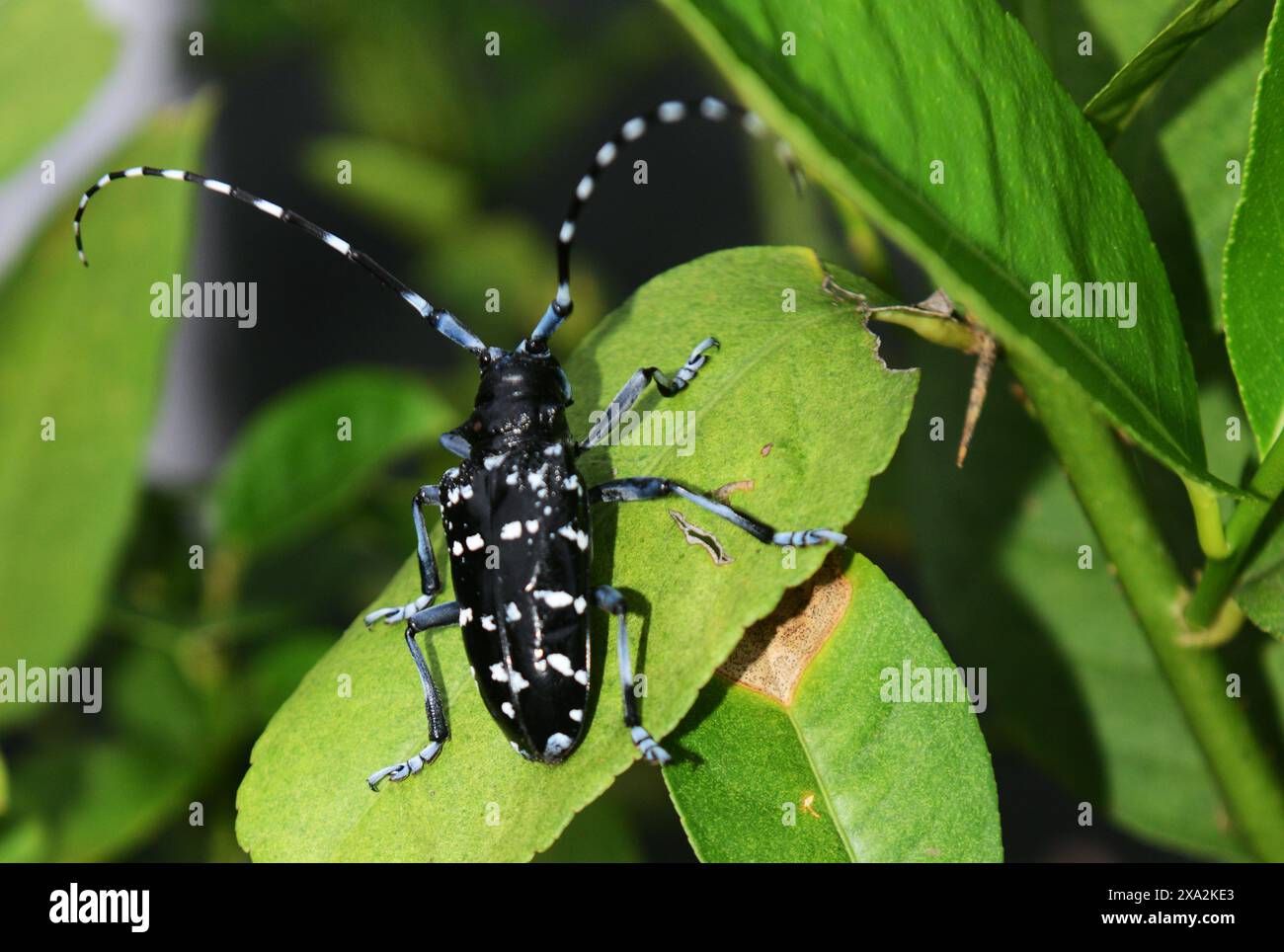 Uno scarabeo asiatico adulto dalle corna lunghe. Isola di Lamma, Hong Kong. Foto Stock