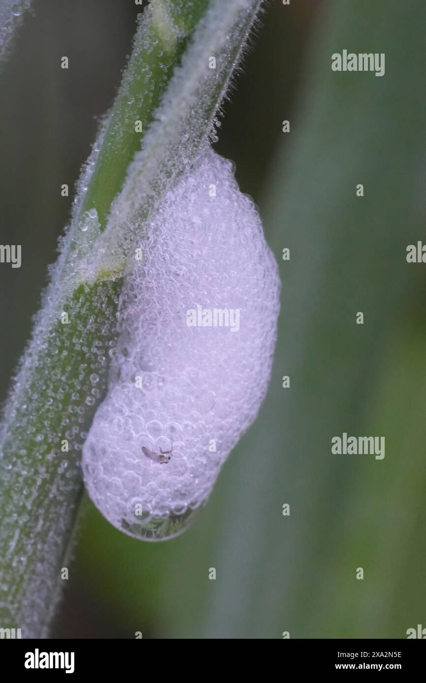 Primo piano naturale su un nido di schiuma del prato ghiacciato o spittlebug, Philaenus spumarius su una paglia d'erba Foto Stock