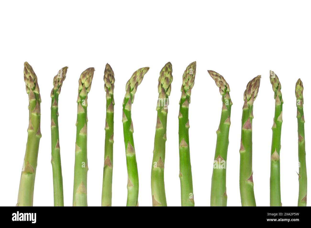 Una vista ravvicinata di diverse lance di asparagi verdi fresche, disposte ordinatamente su uno sfondo bianco, che mostrano il loro colore e la loro consistenza vibranti. Foto Stock