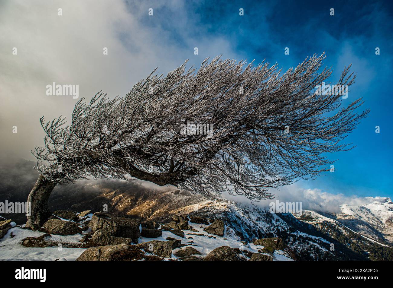 FRANCIA. HAUTE-CORSE (2B) PASSO SAINT PIERRE, ALBERO DEFORMATO DAI VENTI PREVALENTI (THIGMOMORPHOGENESIS) Foto Stock