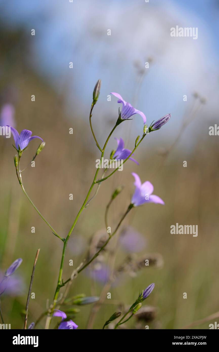 Ravvicinato di spandimento del fiore di campana (Campanula patula) fiorisce in un prato in primavera Foto Stock