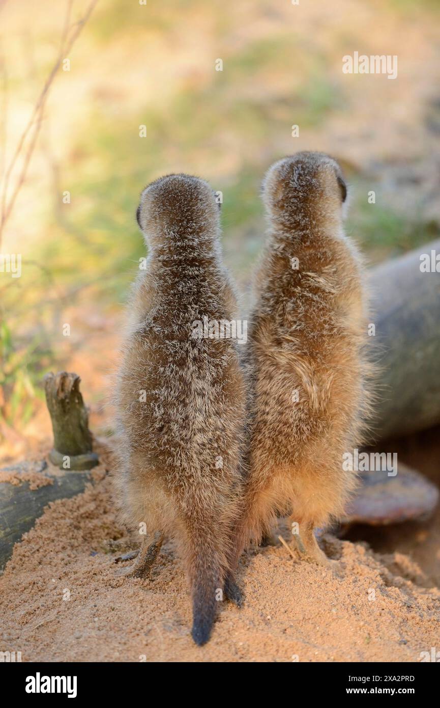 Primo piano di due piccoli bambini di meerkat o suricate (Suricata suricatta) che fanno sesso maschile nella sabbia Foto Stock