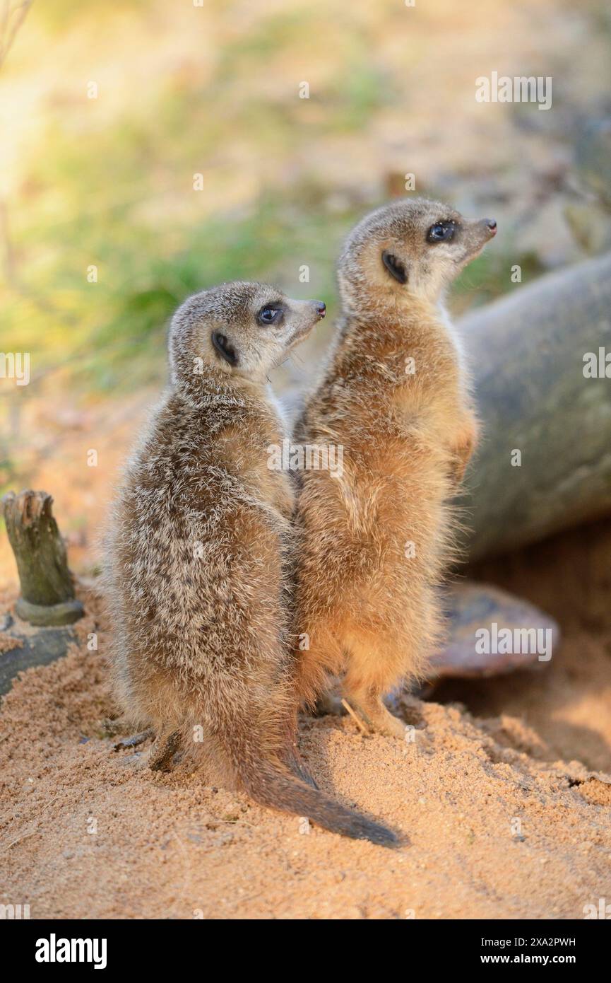 Primo piano di due piccoli bambini di meerkat o suricate (Suricata suricatta) che fanno sesso maschile nella sabbia Foto Stock